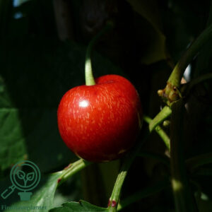 Prunus avi. ´Sylvia´ 3års 150 - 200 cm Podet på Colt