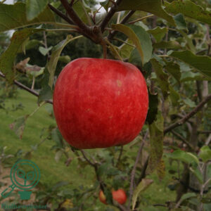 Malus dom. ´Nanna´ Podet på M106