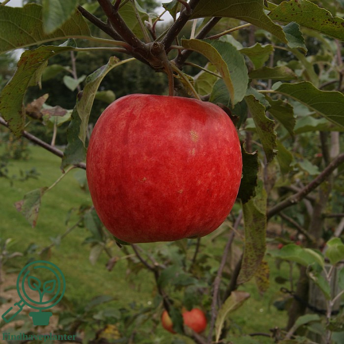 Malus dom. ´Nanna´ Podet på M106