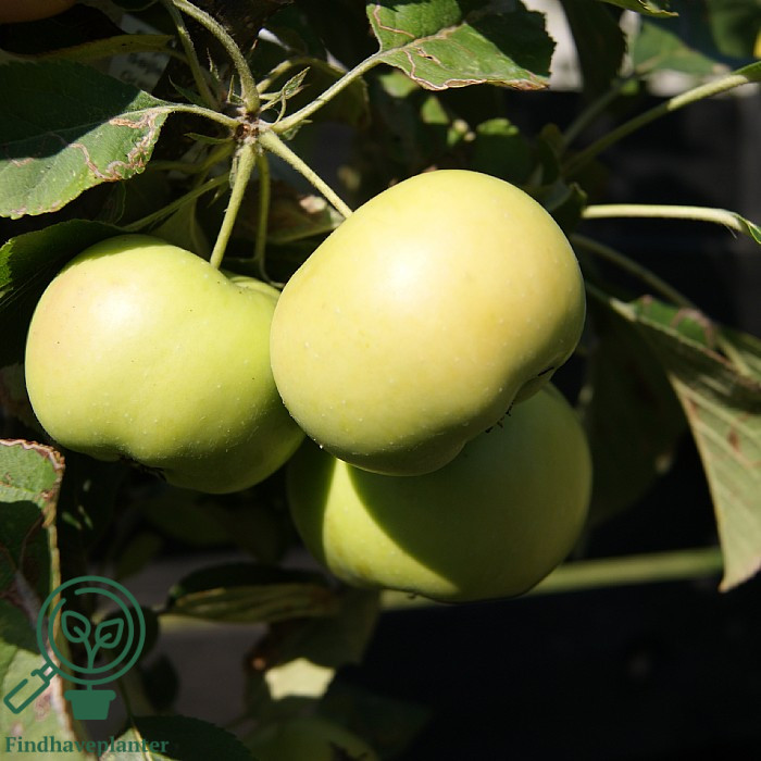 Malus dom. ´GreenCats´ Podet på m26