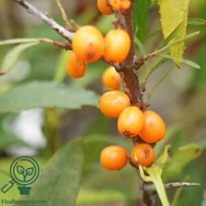 Hippophae rha. ´Frugana´ C5,0 Busk