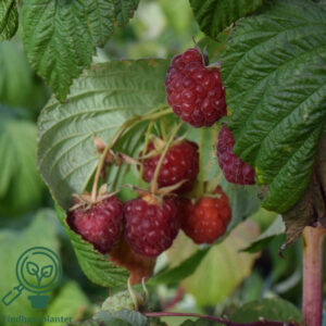 Rubus ida. ´Autumn Happy´ (Opbundet)