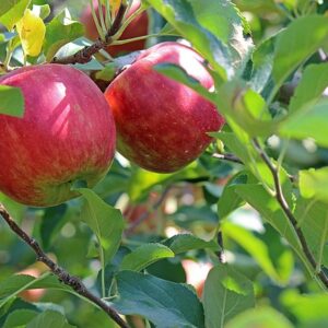 Malus dom. ´Gerlinde´ Podet på M26