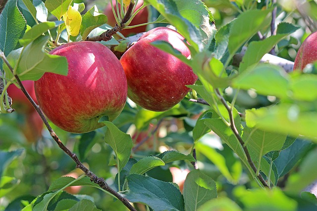 Malus dom. ´Gerlinde´ Podet på M26