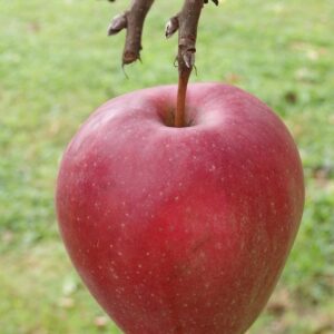 Malus dom. ´Gloster´ Podet på M26