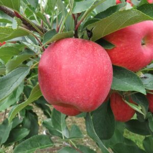 Malus dom. ´Merkur´ Podet på M26