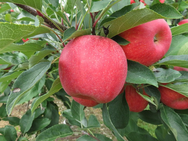 Malus dom. ´Merkur´ Podet på M26