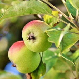 Malus dom. ´Pinova´ Podet på M26