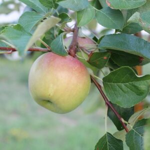 Malus dom. ´Rea Juice´ Podet på M26