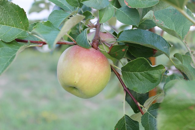 Malus dom. ´Rea Juice´ Podet på M26