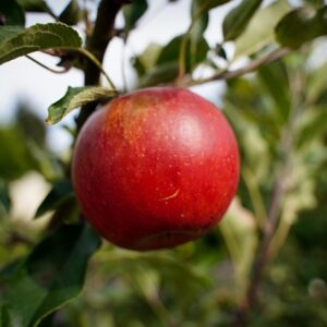 Malus dom. ´Sonate´ Podet på M26