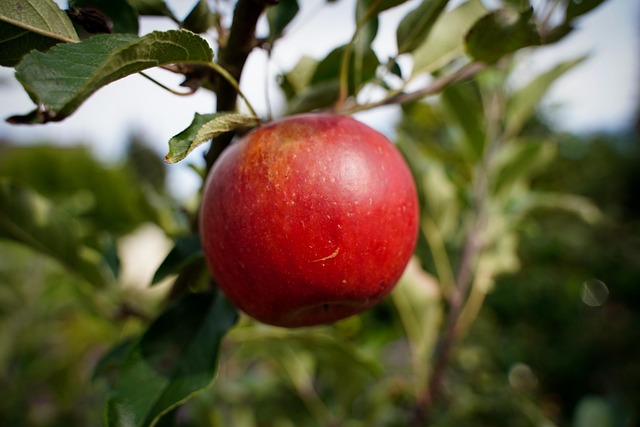 Malus dom. ´Sonate´ Podet på M26