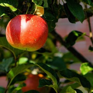 Malus dom. ´Allegro´ M26