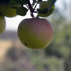 Malus dom. ´Pia´ Podet på M26