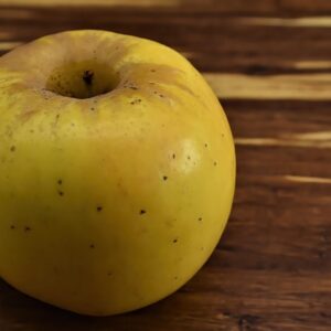 Malus dom. ´Sirius´ Podet på M26