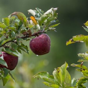 Malus dom. 'Katja' Podet på 106