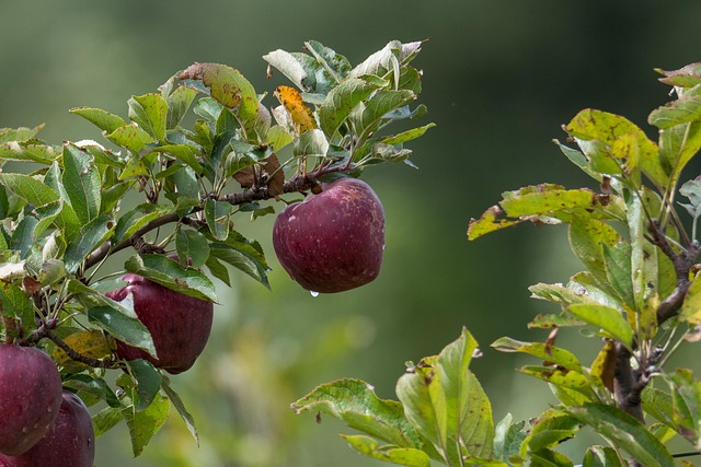 Malus dom. 'Katja' Podet på 106