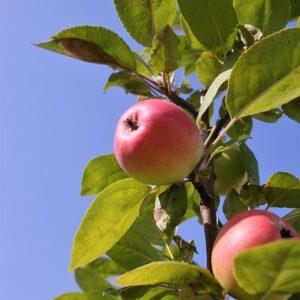 Malus dom. ´Rondo´ Podet på M26