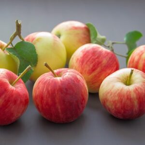 Malus dom. ´Royal Gala´ Podet på M26