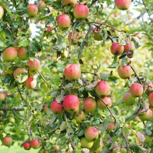 Malus dom. ´Rebella´ Podet på M26
