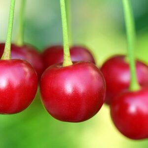 Prunus avi. ´Sweetheart´ Podet på Alkavo