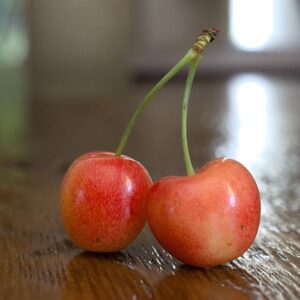 Prunus avi. ´Büttners Rote Knorpel´ 120 cm stamme Podet på Alkavo