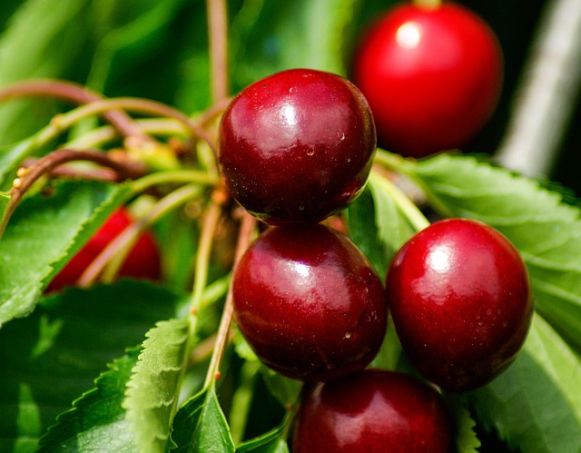Prunus avi. ´Van´ Podet på GiSelA5