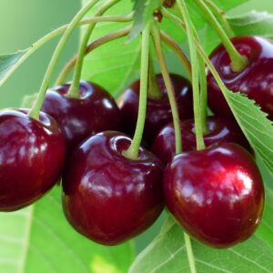 Prunus avi. ´Celeste´ Podet på Colt