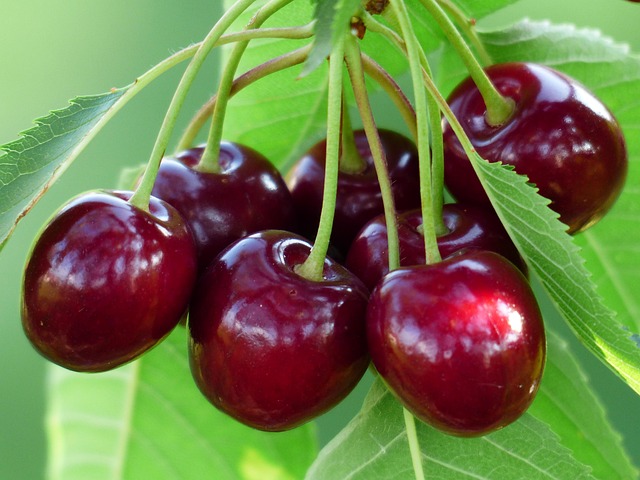 Prunus avi. ´Celeste´ Podet på Colt