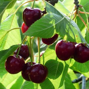 prunus avi. ´Giorgia´ Podet på Alkavo