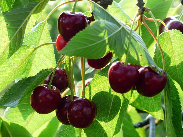 Prunus avi. ´Giorgia´ Podet på GiSelA3