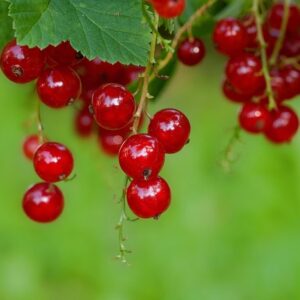 Ribes rub. 'Rolan' C7,5 Busk
