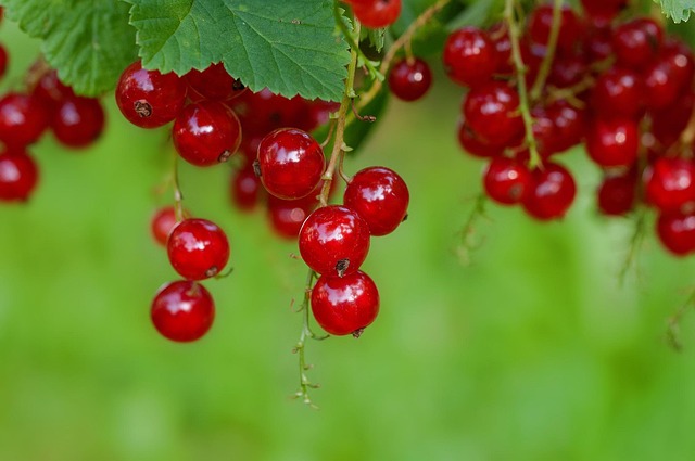 Ribes rub. 'Rolan' C7,5 Busk