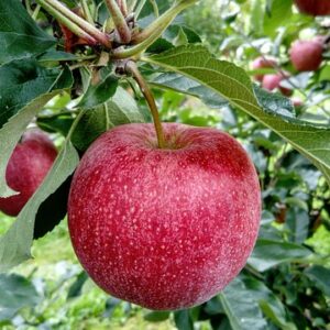 Malus dom. ´Jonathan´ Podet på M26