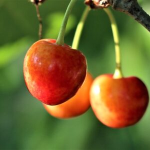 Prunus avi. ´Habunt´ Podet på Alkavo