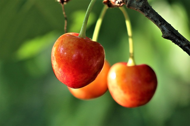 Prunus avi. ´Habunt´ Podet på Alkavo