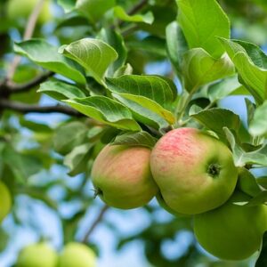 malus dom. ´Lopini´ Podet på M26