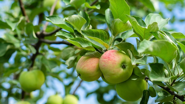 malus dom. ´Lopini´ Podet på M26