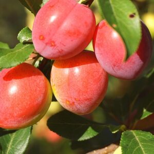Prunus cer. ´Ruby´ 150 - 200 cm