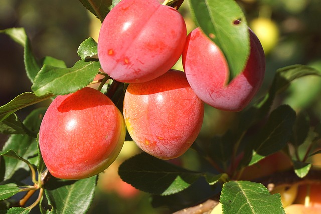 Prunus cer. ´Ruby´ 150 - 200 cm