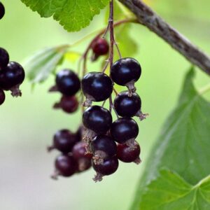 ribes nig. ´Bona´ C7,5 Busk