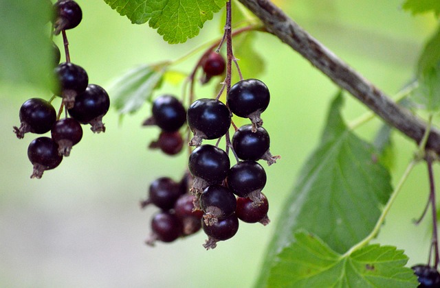 ribes nig. ´Bona´ C7,5 Busk
