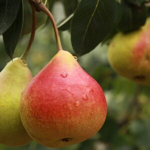 Pyrus com. ´Starkrimson´ 150 - 200 cm Høj Podet på kvæde A