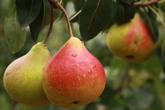 Pyrus com. ´Starkrimson´ 150 - 200 cm Høj Podet på kvæde A