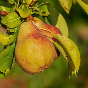 Pyrus com. 'Charneux' Podet på Kvæde A