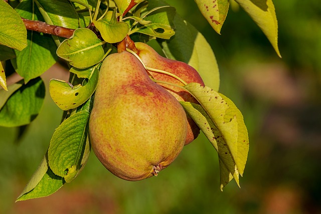 Pyrus com. 'Charneux' Podet på Kvæde A