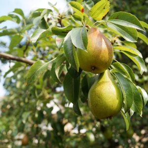 Pyrus com. 'Colorée de Juillet' Podet på kvæde A