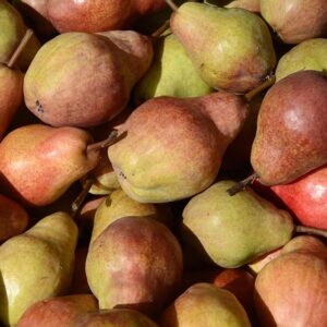 Pyrus com. 'Gråpære' Podet på kvæde A