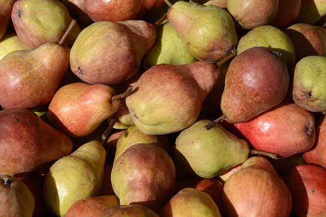 Pyrus com. 'Gråpære' Podet på kvæde A