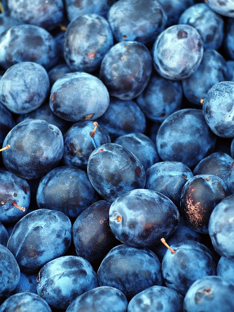 Prunus dom. ´Anna Späth´ Podet på Prunus St. Julien
